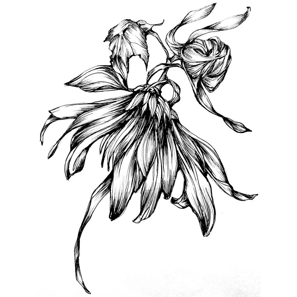 dessin_chrysantheme_7037.jpg