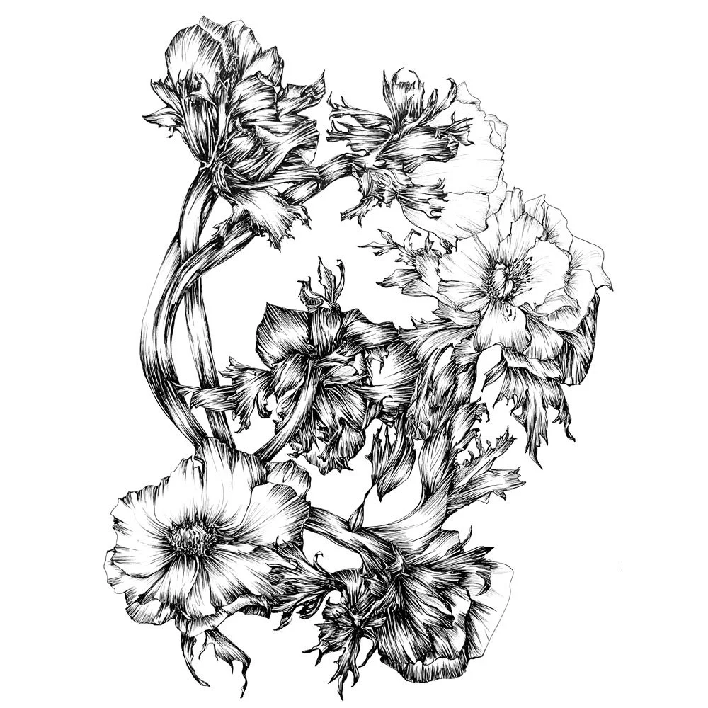 dessin_anemone_7155.jpg