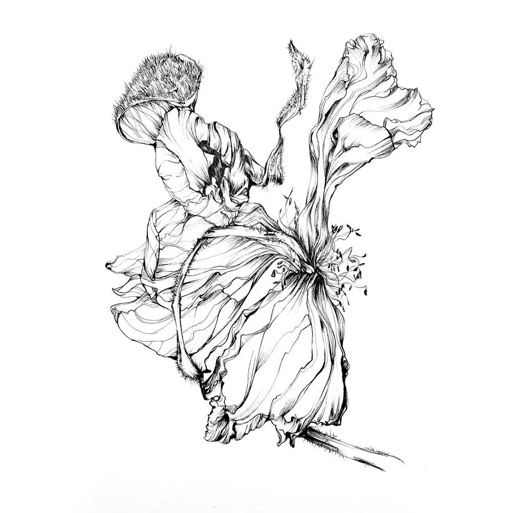 Pavot 1 - 42 x 59,4 cm