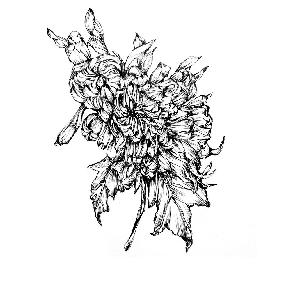 dessin_chrysantheme_7031.jpg