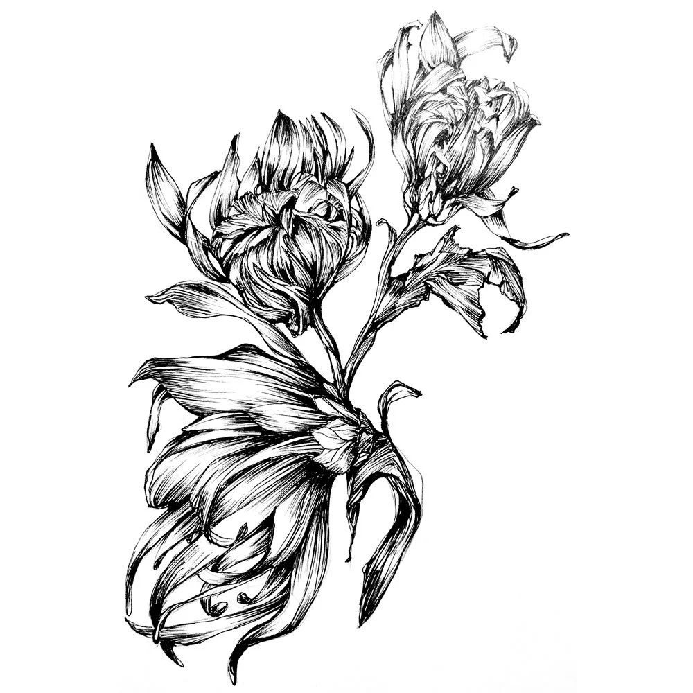 dessin_chrysantheme_7036-2.jpg