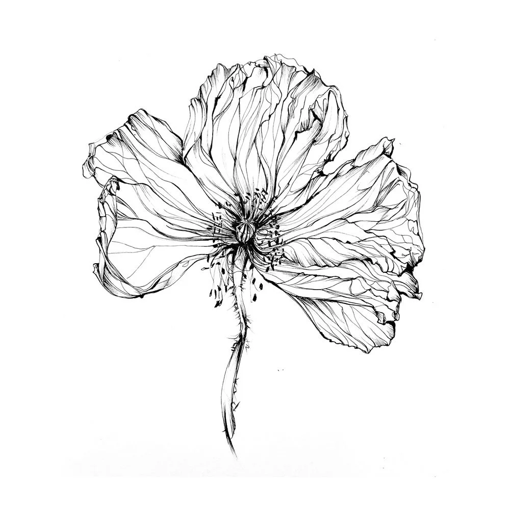 Pavot 3 - 42 x 59,4 cm