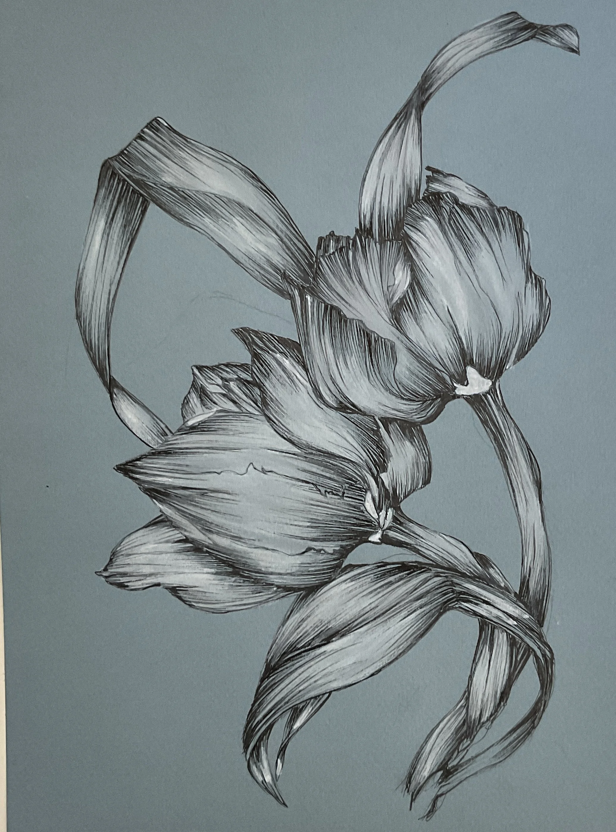 Tulipes sur fond bleu - 23 cm x 32 cm