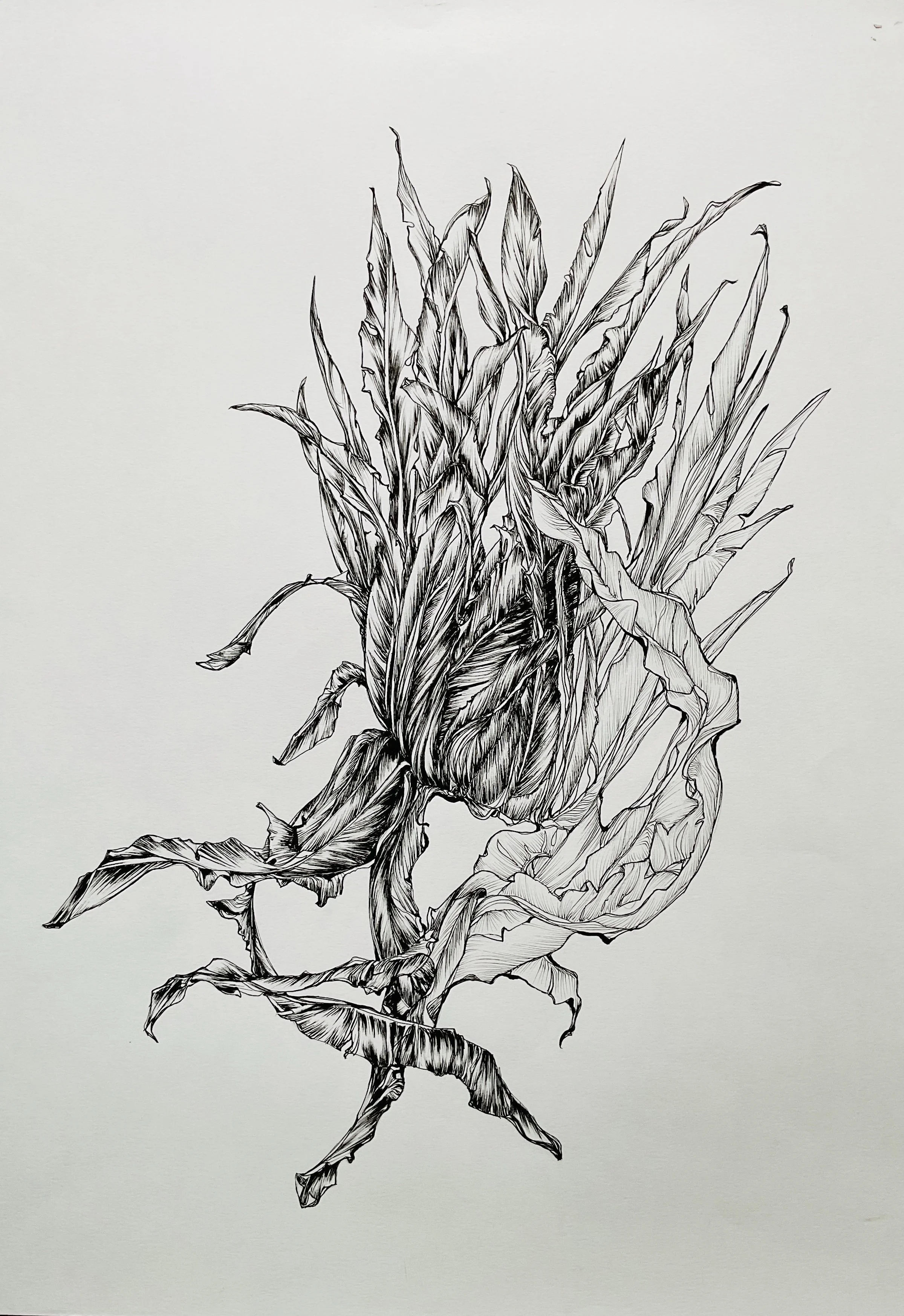 Puntarelle 3- 42 x 59,4 cm (copie)