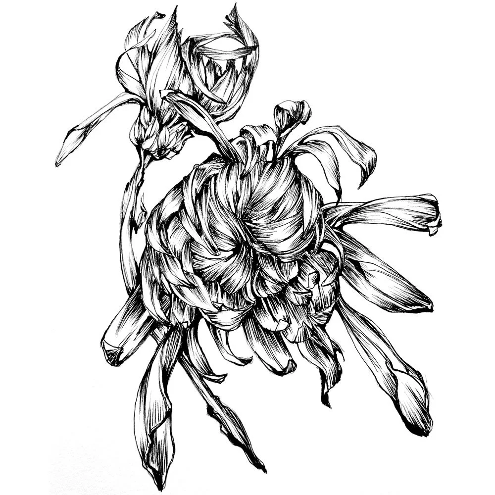 dessin_chrysantheme_7035.jpg