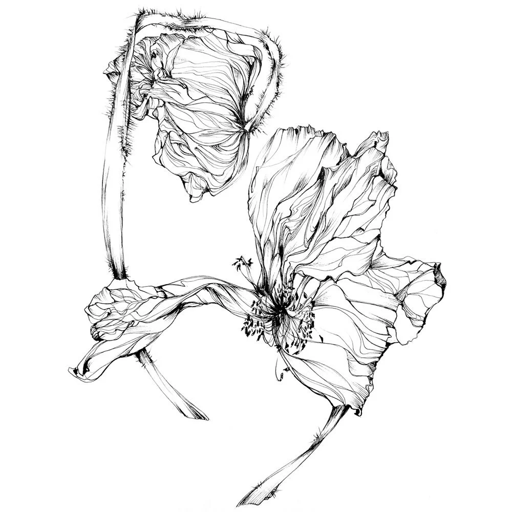 Pavot 2 - 42 x 59,4 cm