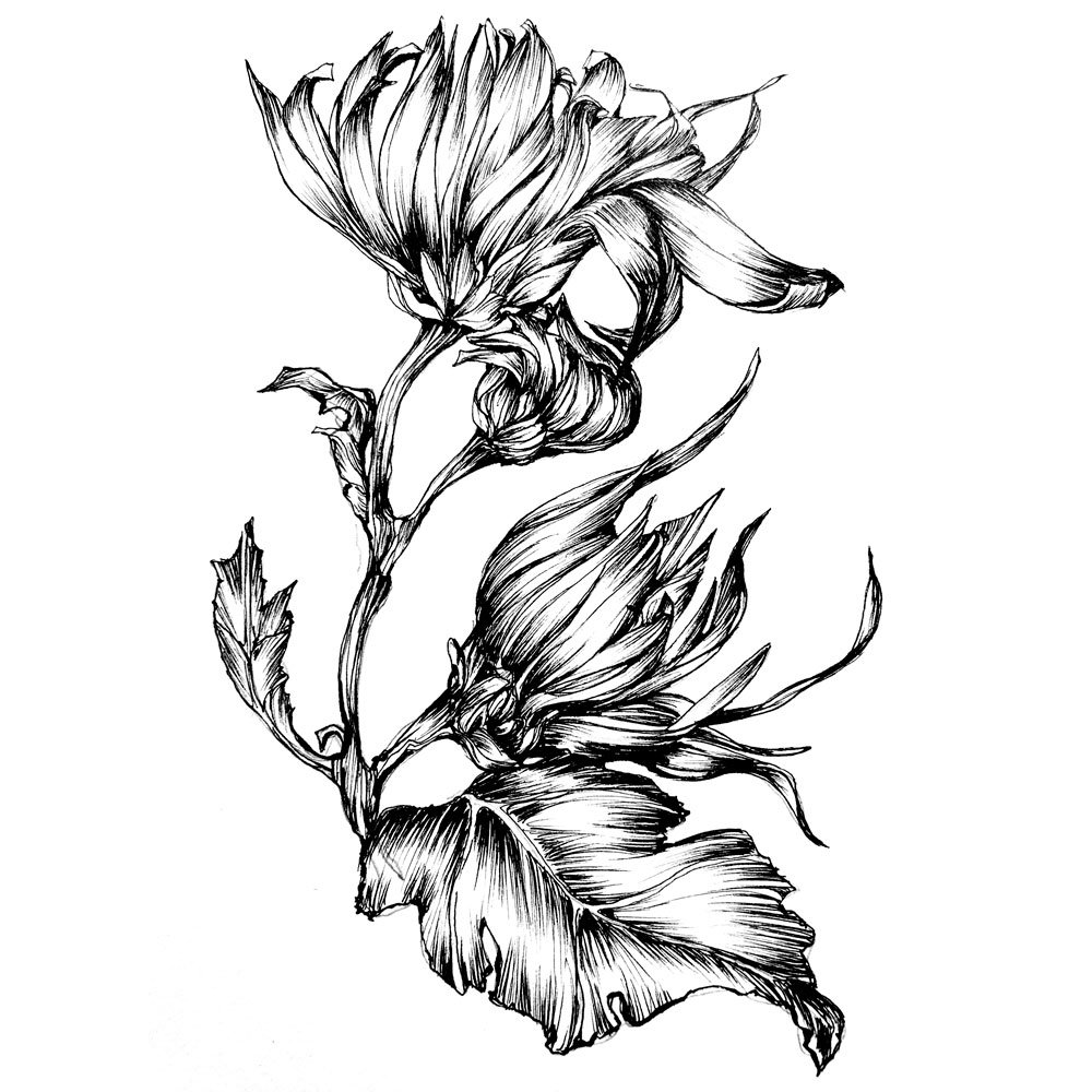 dessin_chrysantheme_7038.jpg