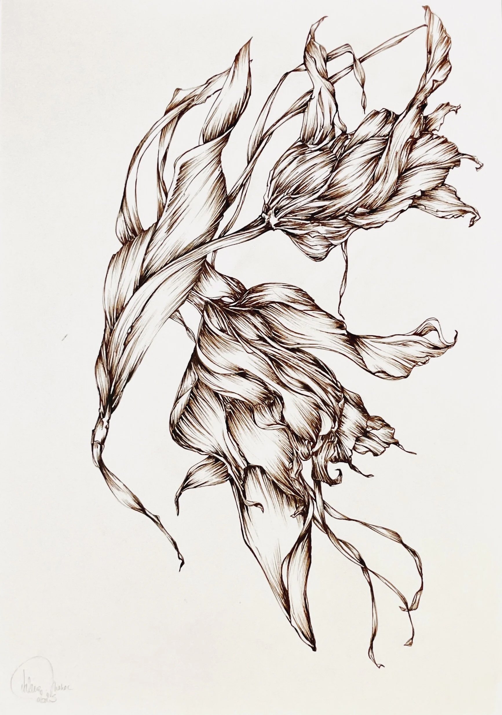 Tulipes perroquet - 42 cm x 59,4 cm