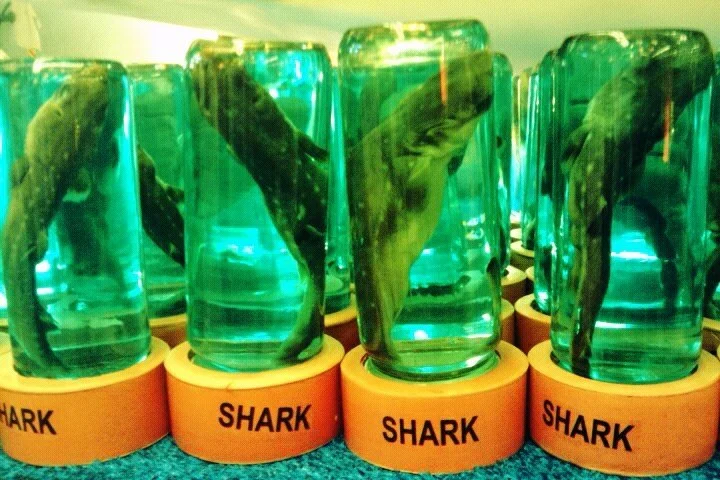 ML SHARK JAR.jpg