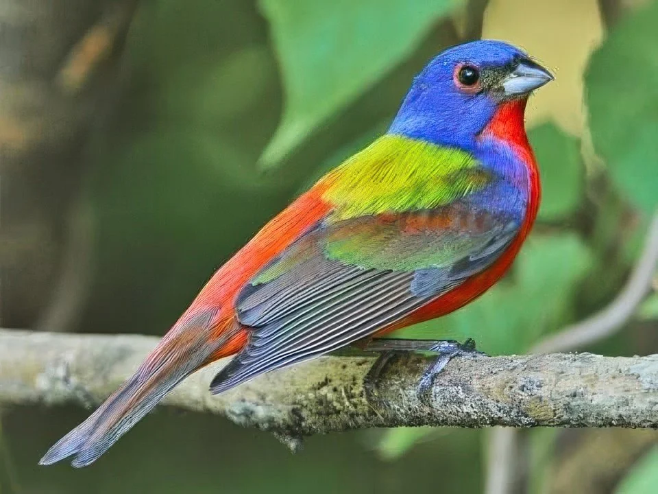32 Painted bunting.jpg