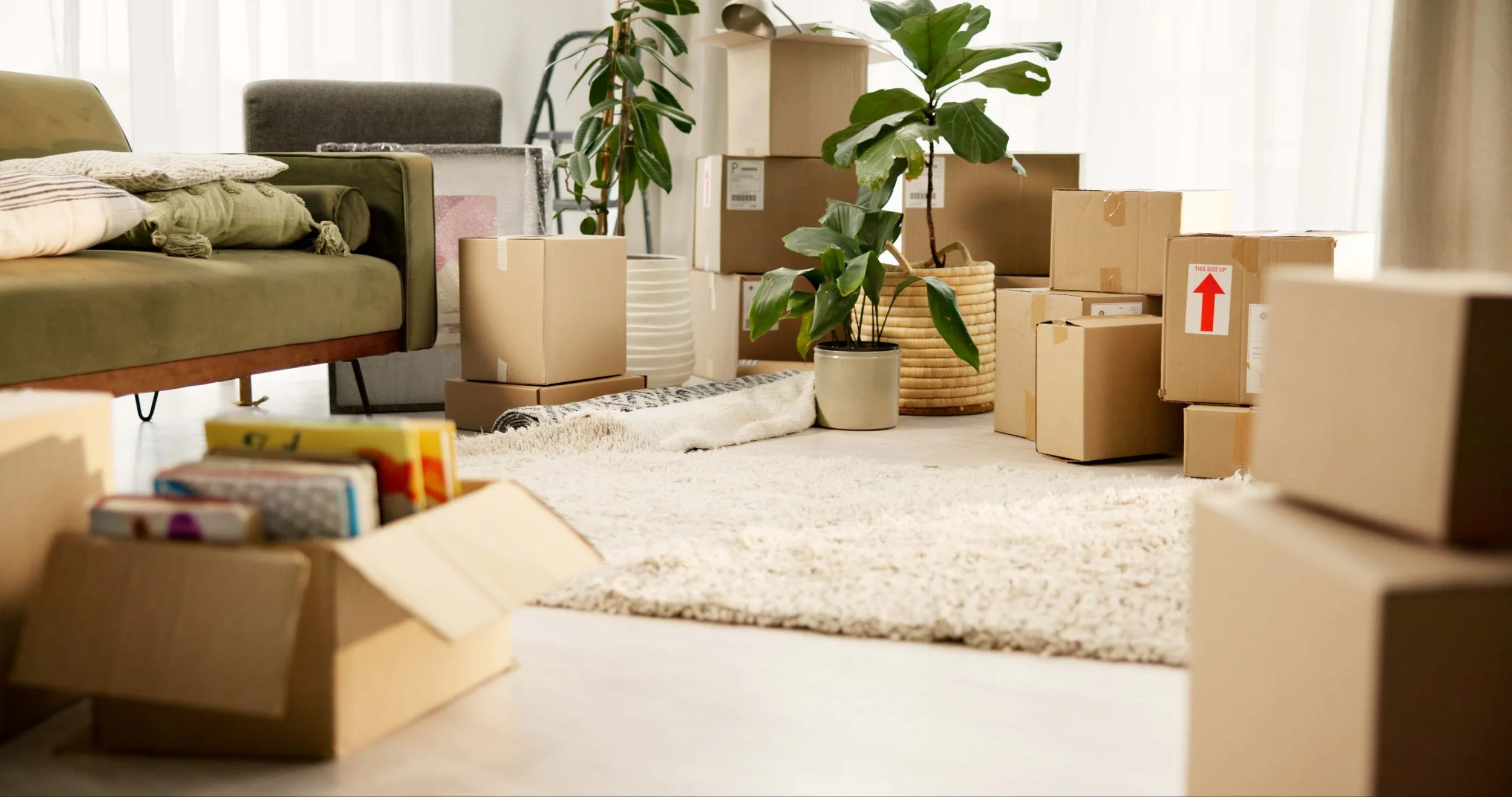 Living room filled with cardboard boxes, a green sofa with cushions, plants, and a white rug, indicating a moving or packing scene.