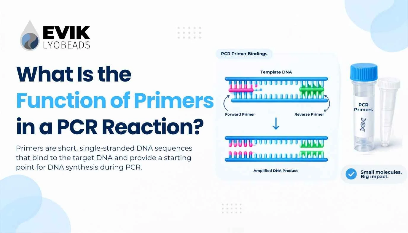 What Is the Function of Primers in a PCR Reaction?