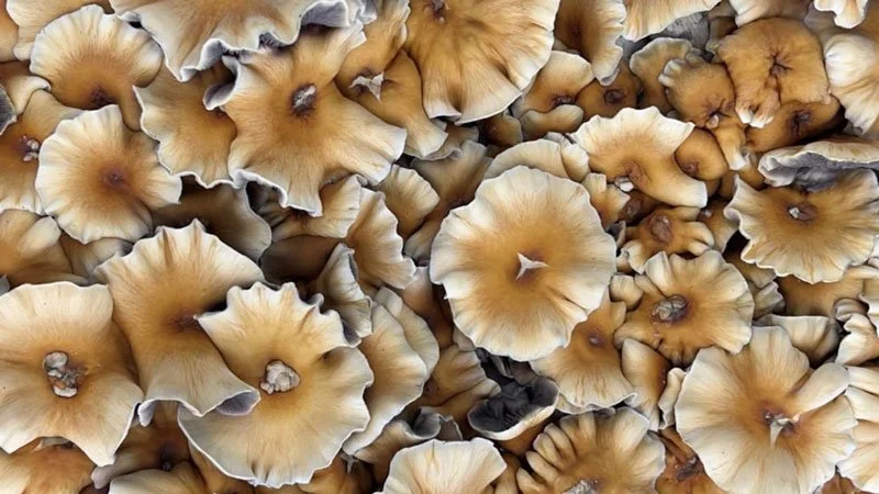 Factors That Influence Neuroplasticity