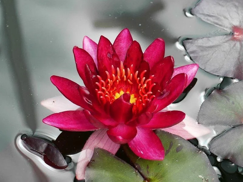 Red Lotus Flower (Nymphaea rubra)