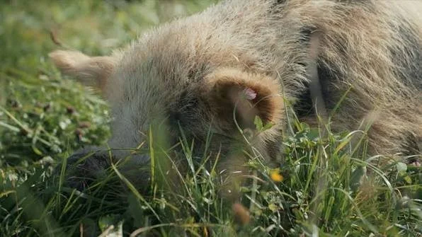 BIFF: Samtale: Samtale om WHEN PIGS FLY