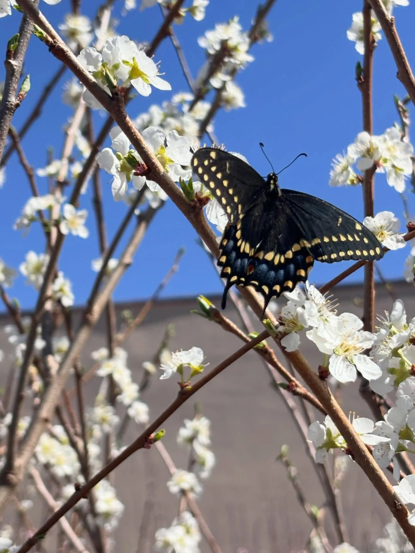 For those who have been following along, I&rsquo;ve dived into the Immersion Course this week. 

This week we have to take time to kind of map out our seamless pattern collection by gathering inspiration and making a moodboard that&rsquo;s actually i