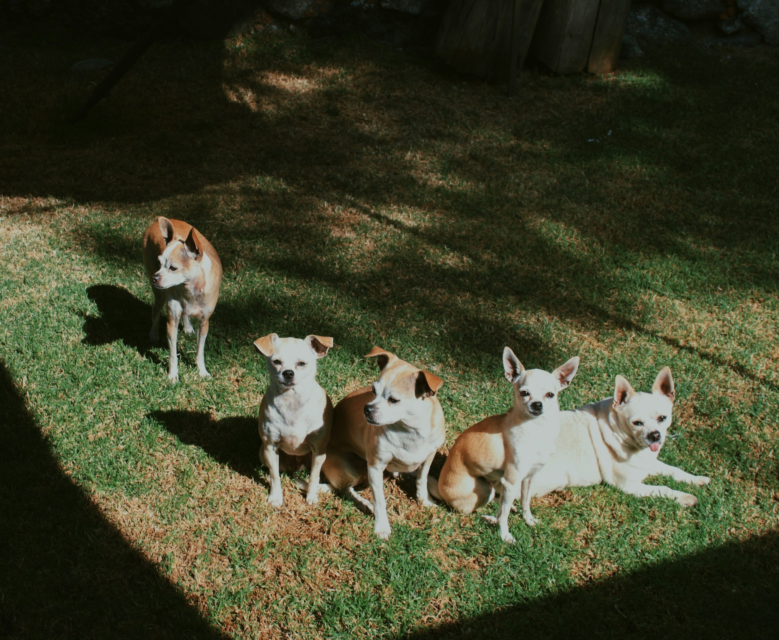 Five small dogs laying on the grass