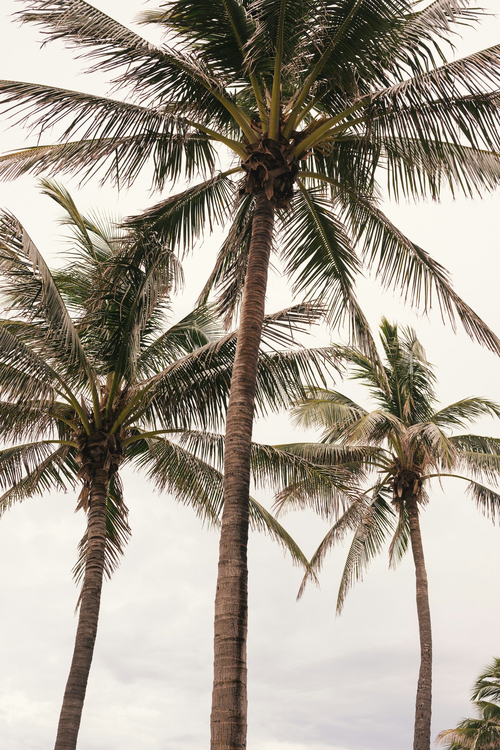 Three palm trees standing tall in the sky