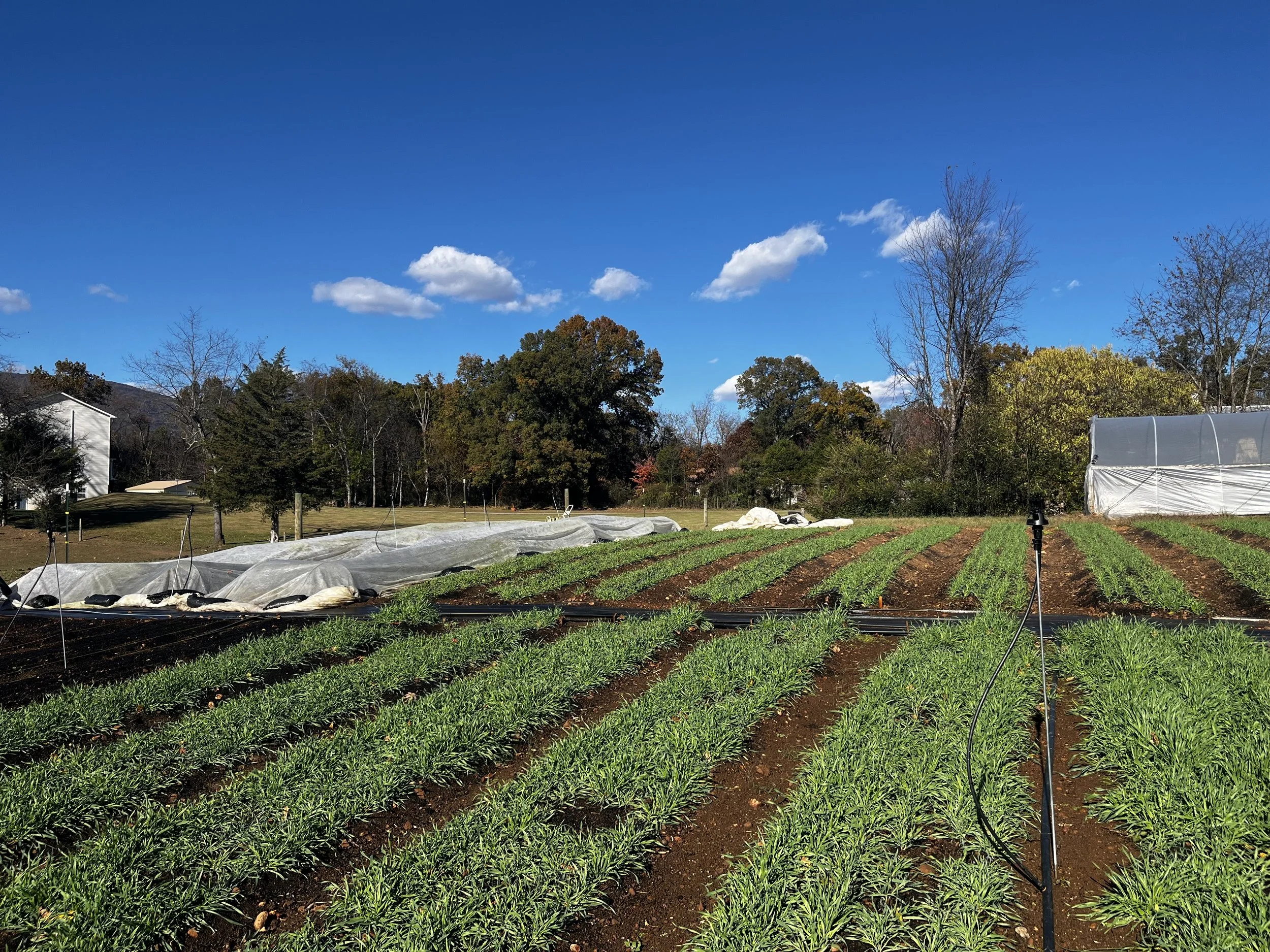 Agricultural field with rows of green crops under a blue sky with scattered clouds, some trees in the background, and a small greenhouse structure on the right.