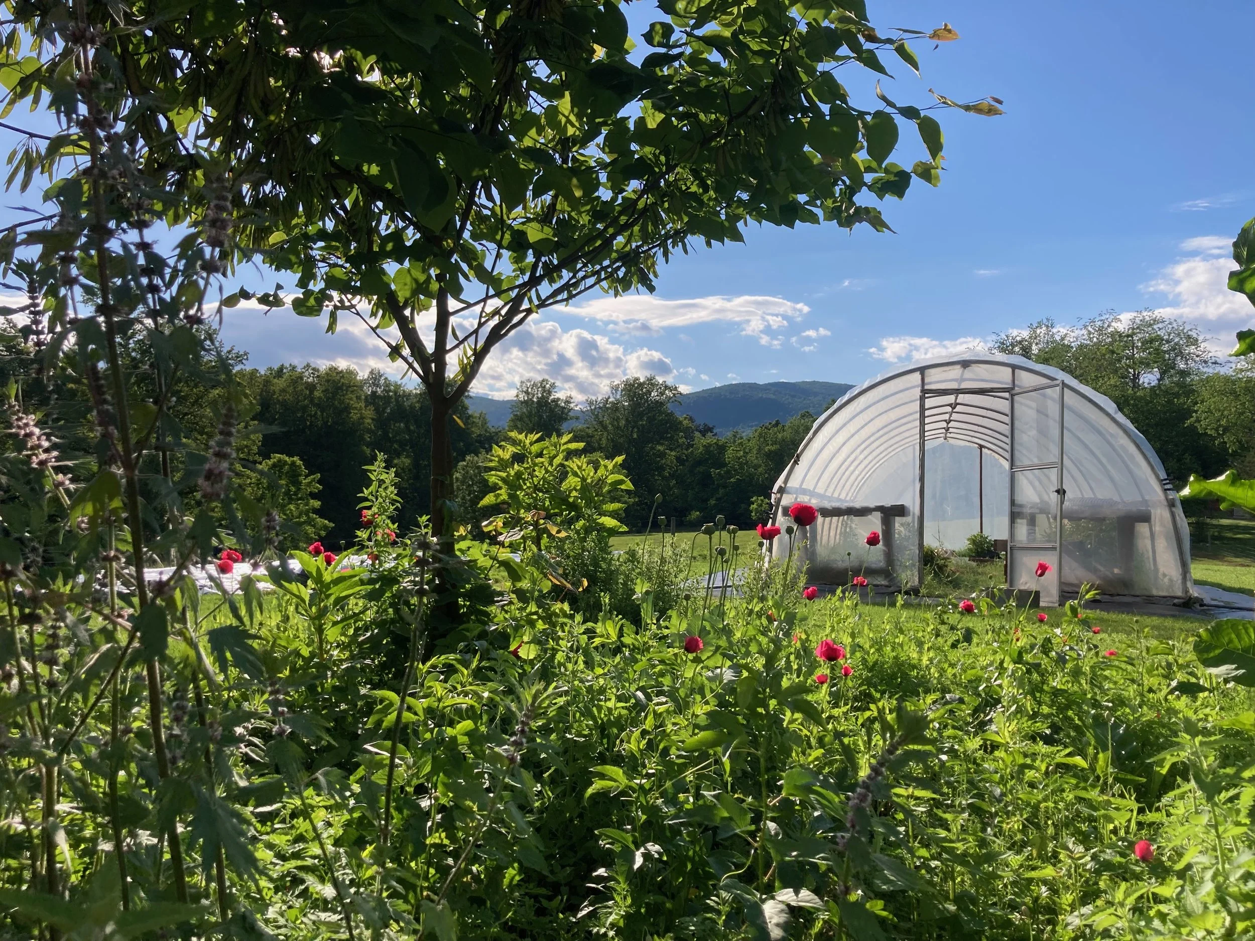 Green garden with flowering plants, trees, and a small greenhouse under a blue sky with clouds, mountains in the background.