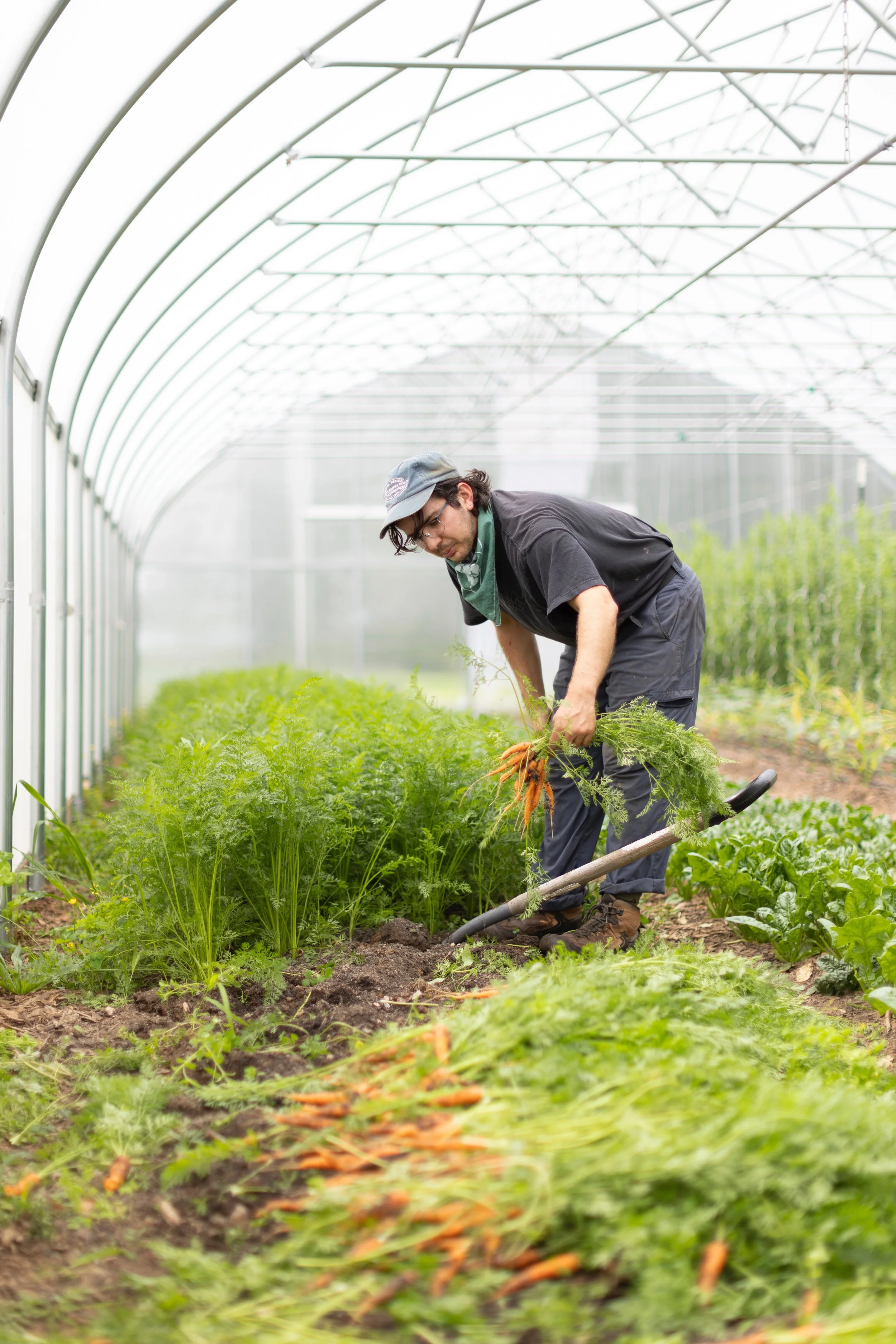 A person harvesting carrots in a greenhouse with lush green plants and a white metal arch structure.
