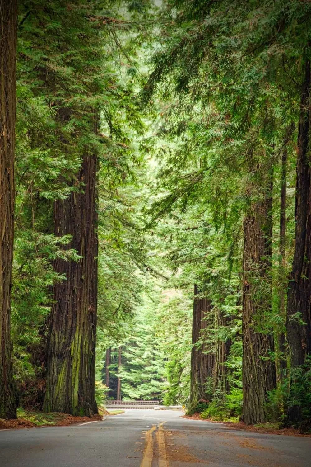 A scenic road passing through a dense forest of tall redwood trees with lush green foliage.