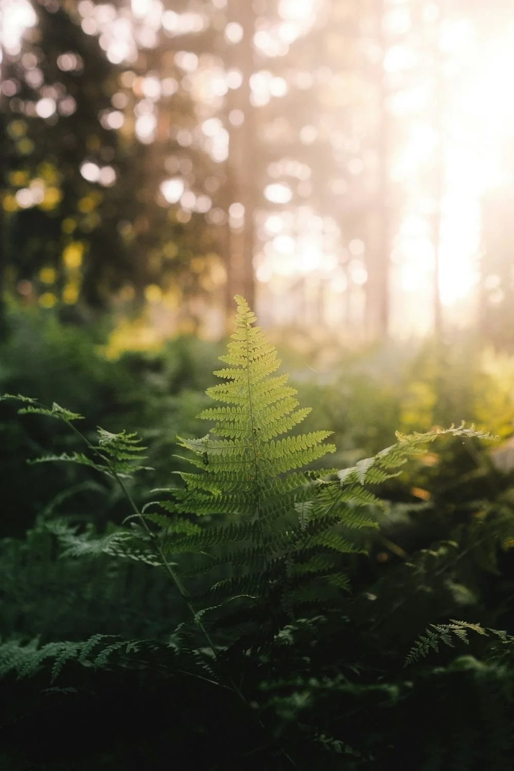A green fern leaf in a forest with sunlight filtering through trees in the background.