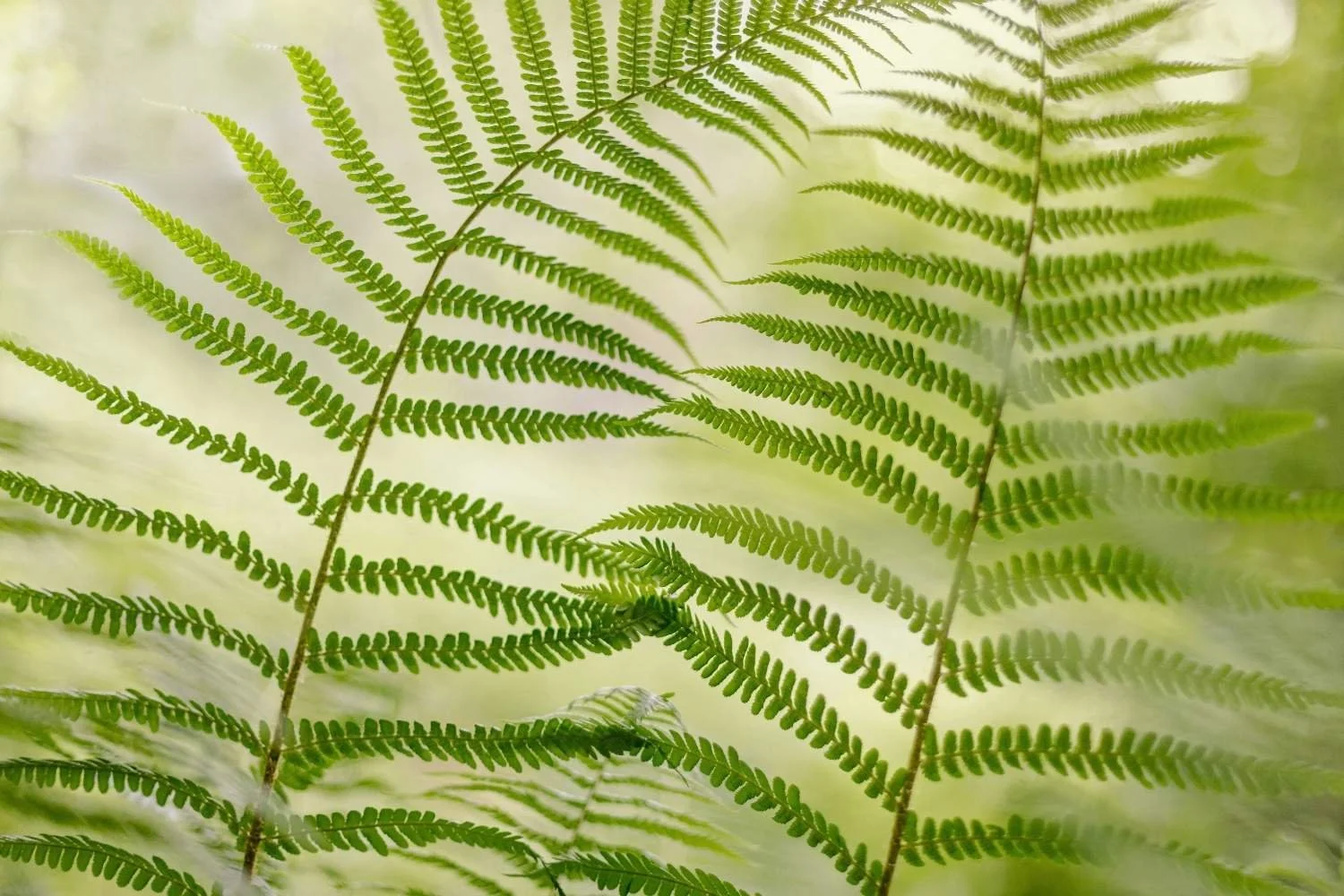 Close-up of green fern leaves with intricate fronds on a blurred background.