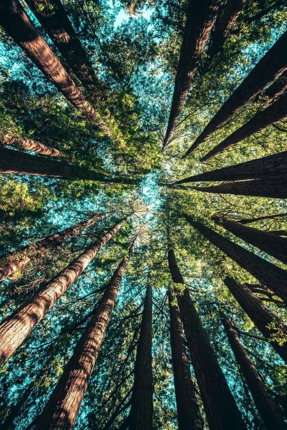 Looking up at tall trees in a forest with sunlight filtering through the green leaves and blue sky visible above.