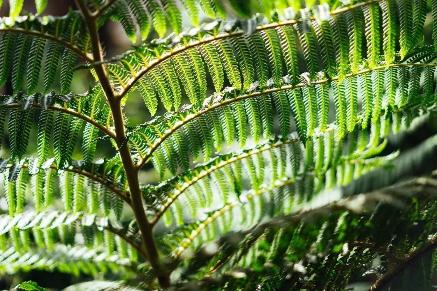 Close-up of green fern leaves with sunlight filtering through