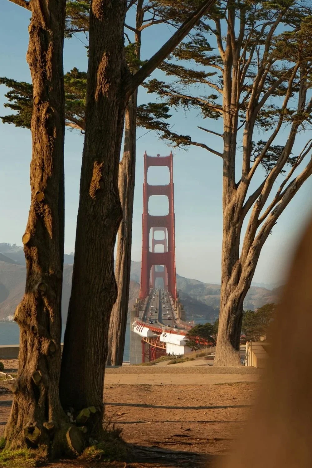 Golden Gate Bridge in San Francisco viewed through trees in a park.