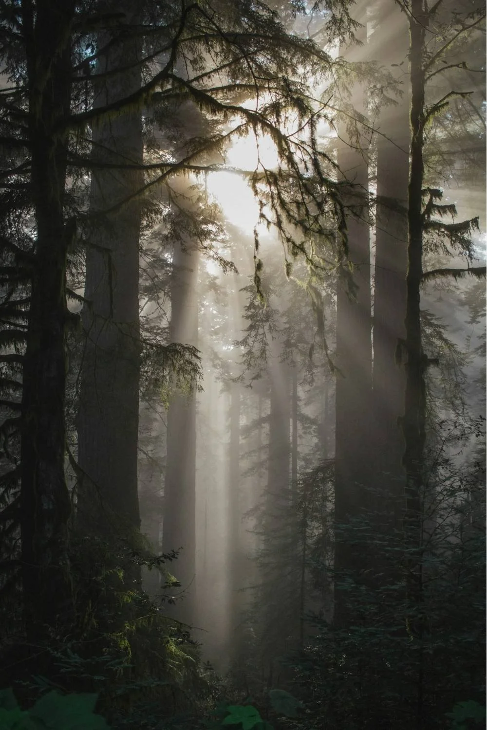 Sunlight filters through a dense, foggy forest of tall evergreen trees with moss-covered branches.