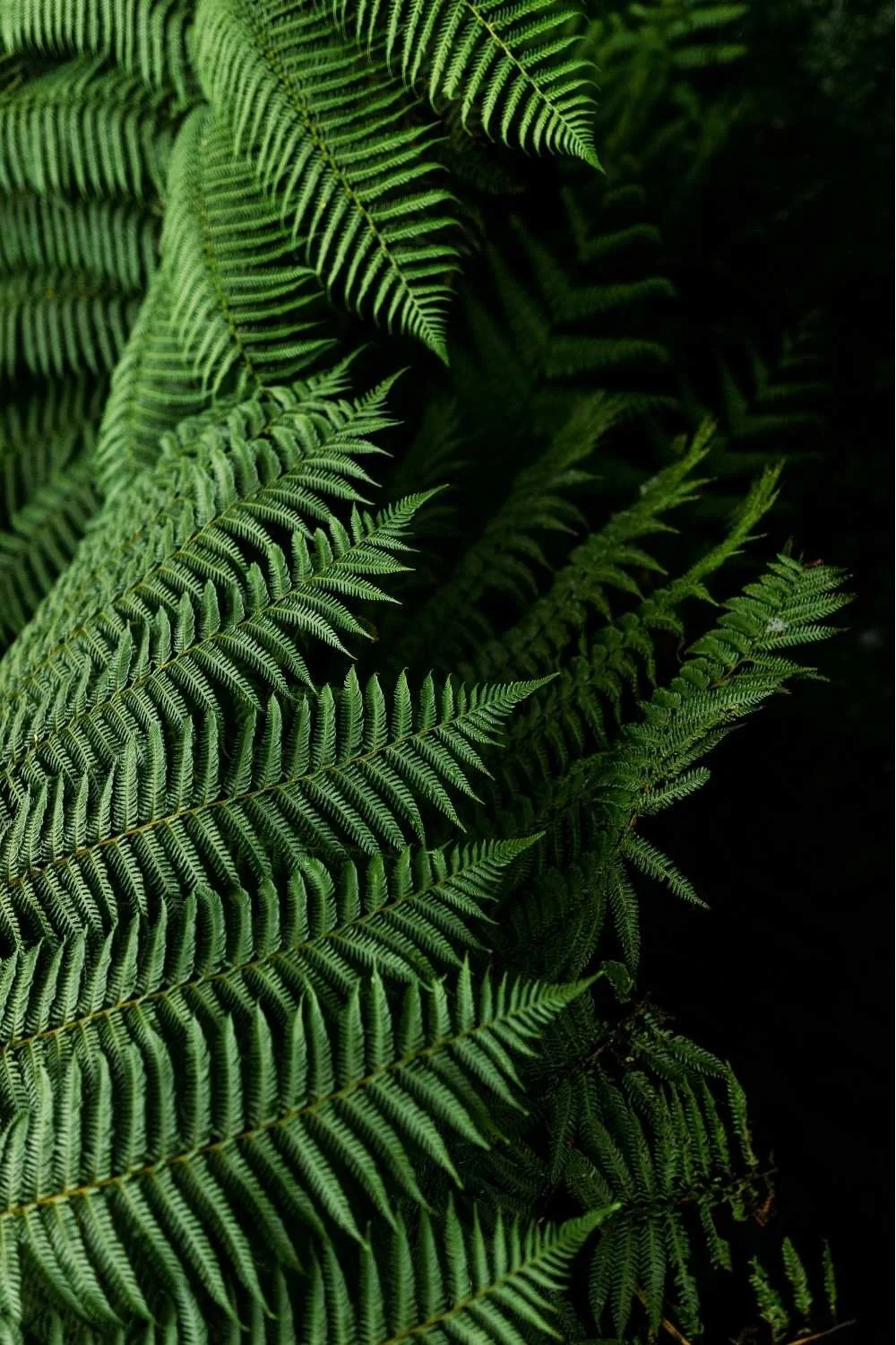 Close-up of green fern leaves with intricate fronds and detailed leaflets, dark background.
