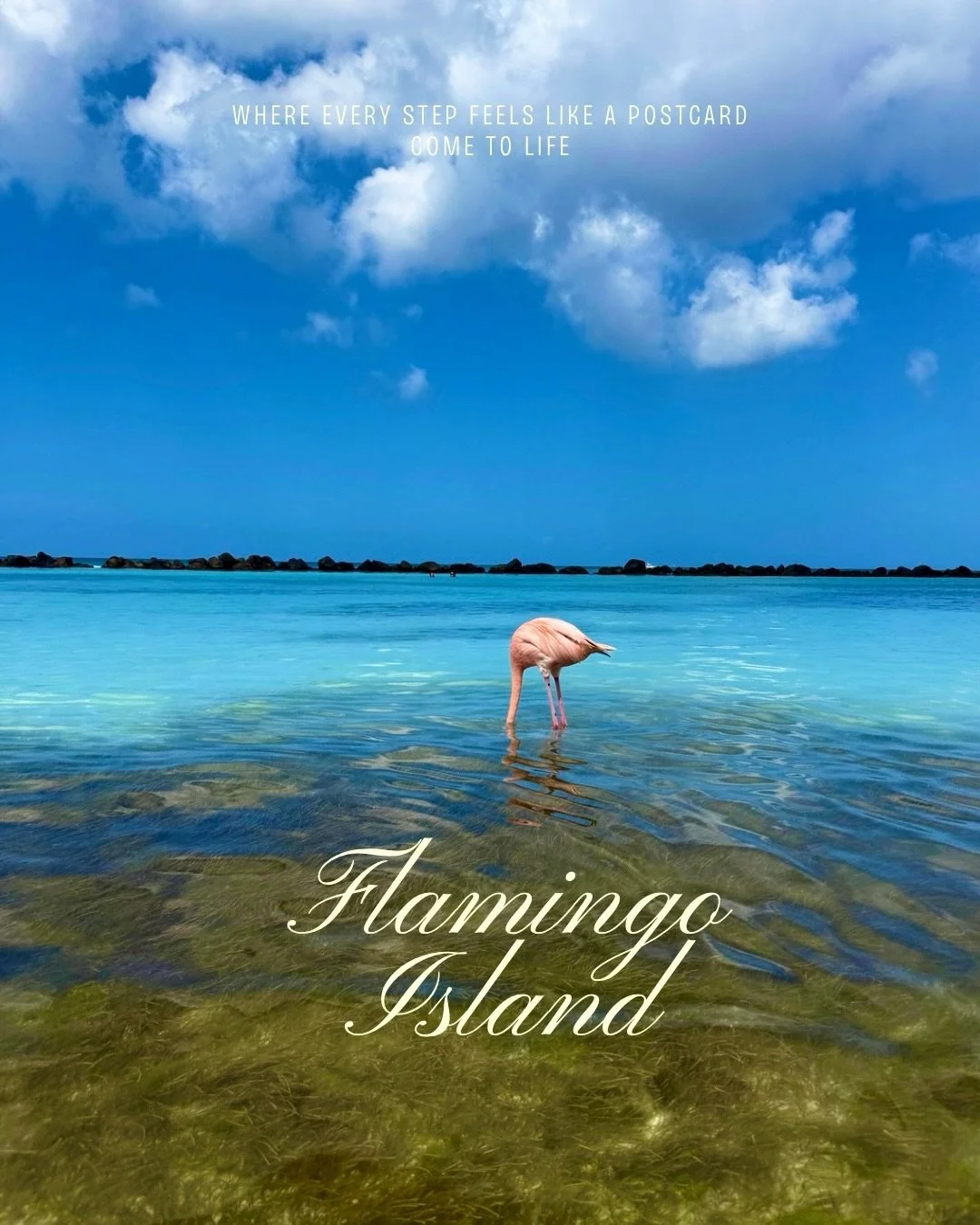Not me being afraid of the flamingos 🤣🦩

Everyone talks about how cute Flamingo Island is, but nobody warned me that a couple of these flamingos were ready to square up! One minute I was trying to get the perfect photo, and the next I was running a