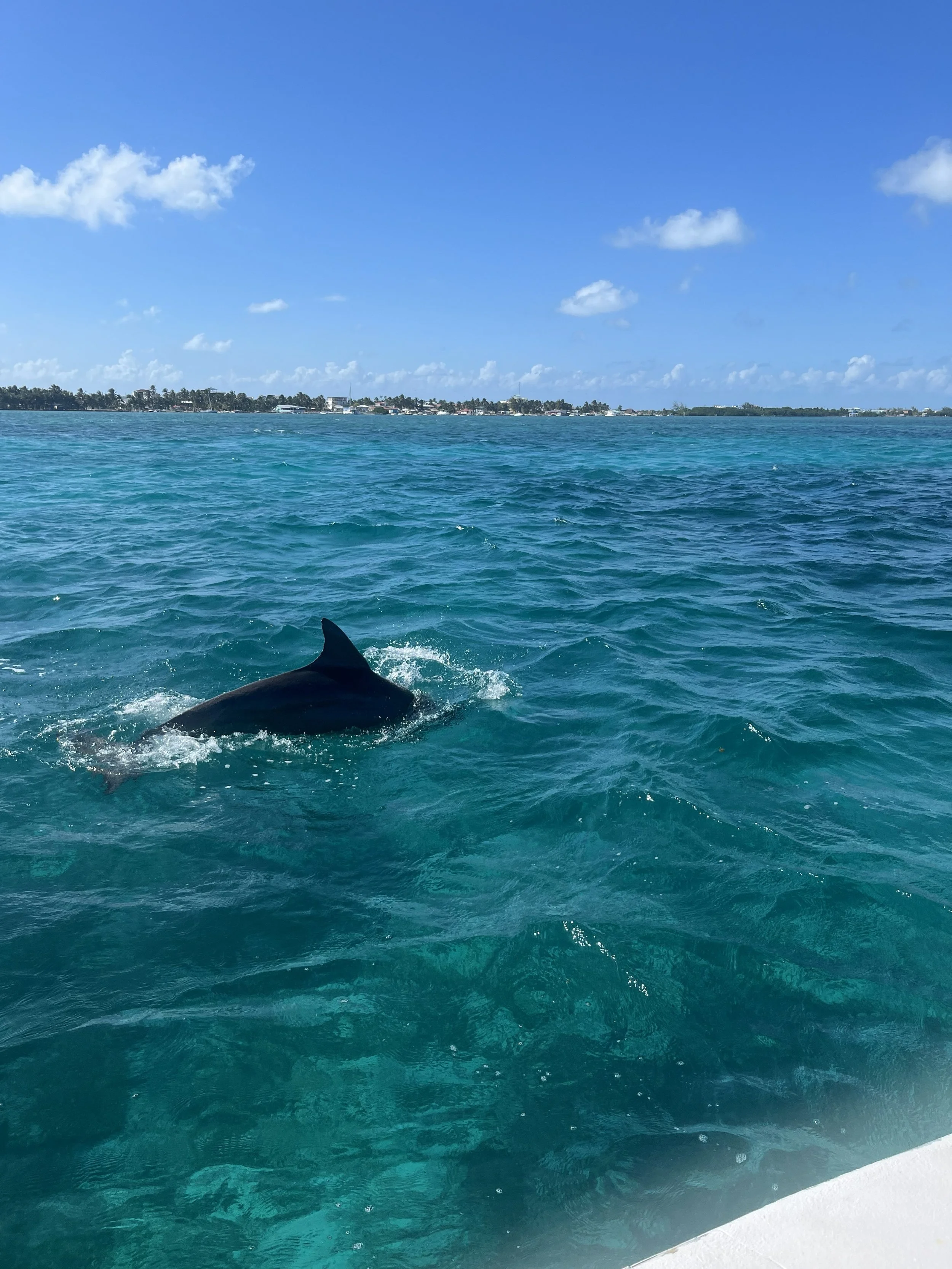 A dolphin swimming in turquoise ocean water near a boat on a sunny day, with a distant shoreline and blue sky with some clouds.