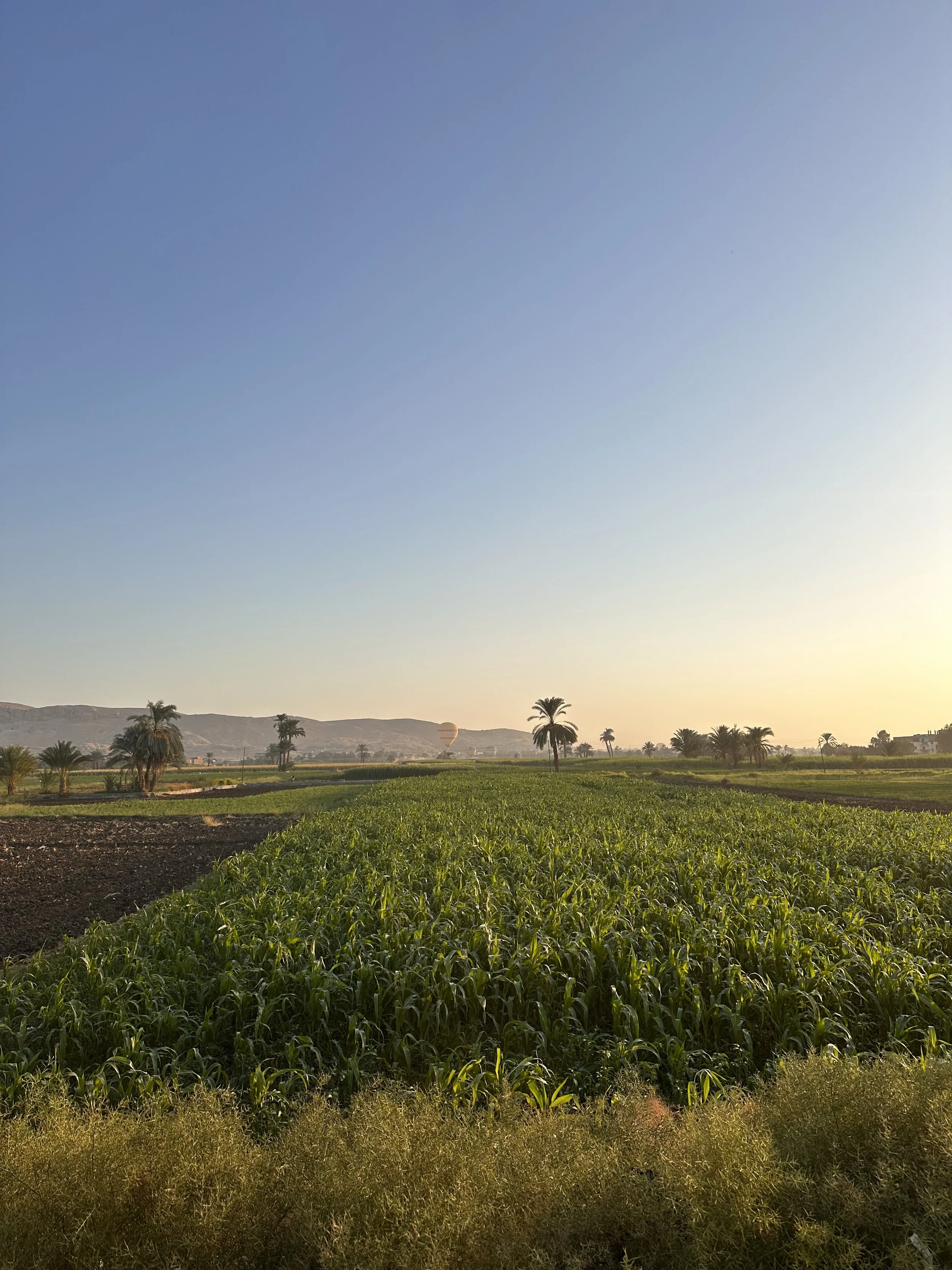 Farm fields with green crops, palm trees, and mountains in the background under a clear sky during sunrise or sunset.