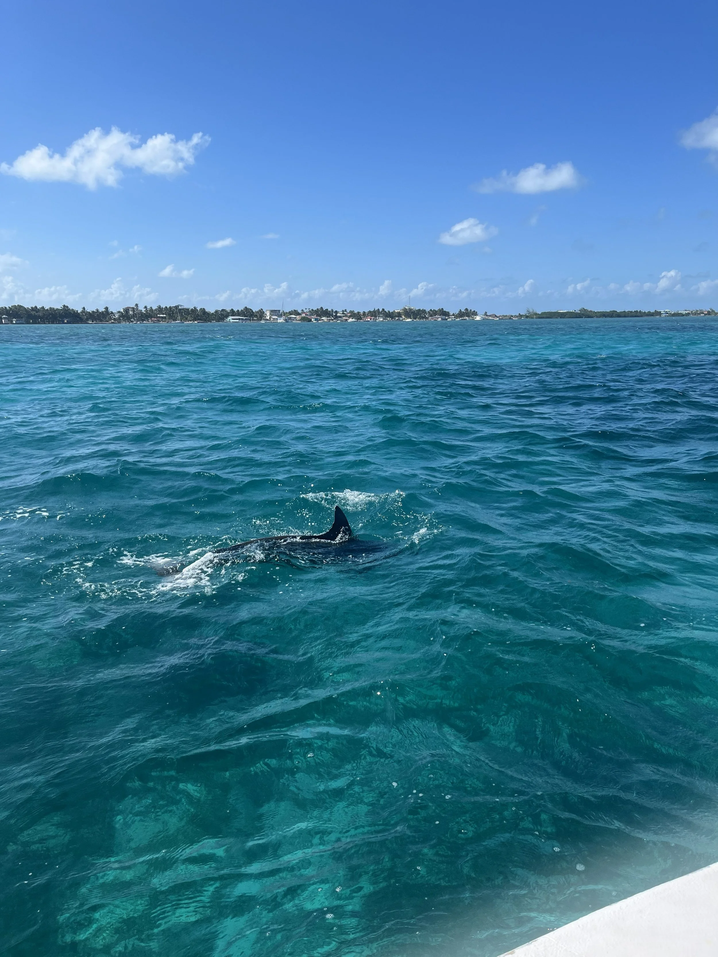 Palm trees along a river with boats, desert hills in the background, and a partly cloudy sky.