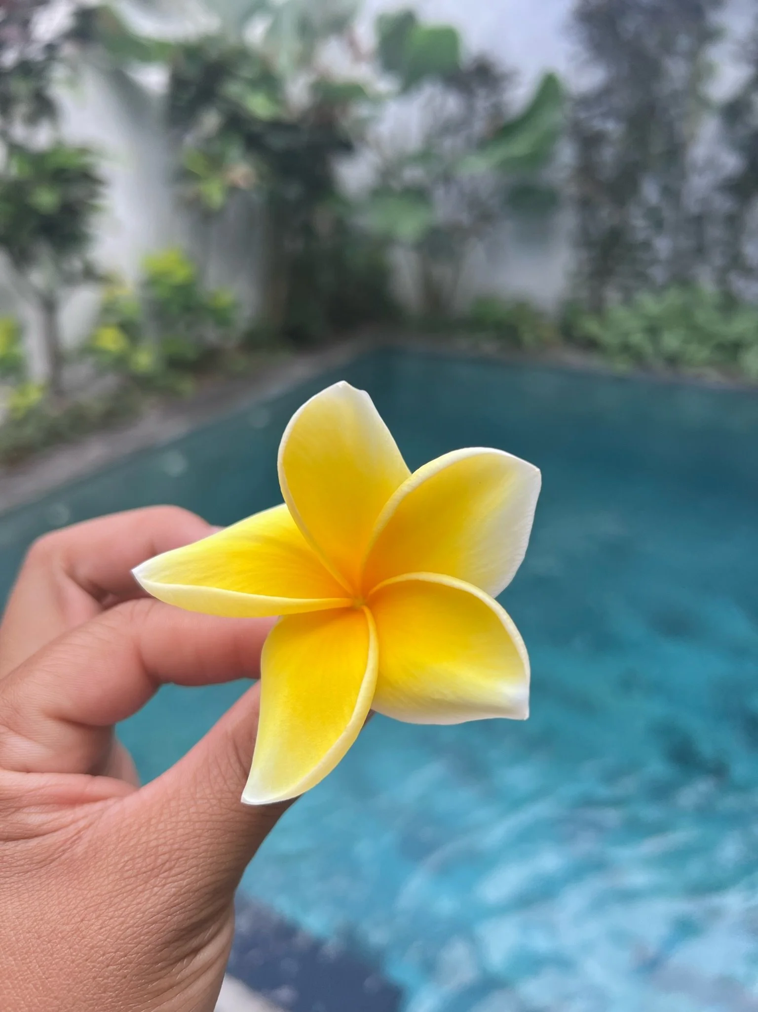 A person holding a yellow and white plumeria flower in front of a swimming pool with green plants in the background.