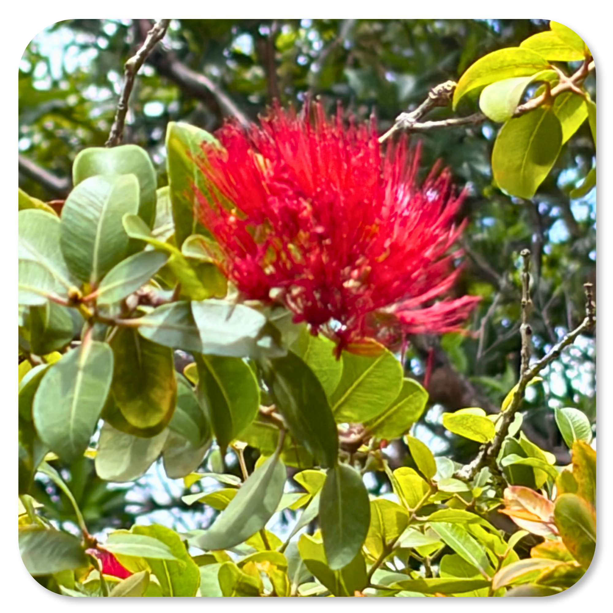 The iconic ʻōhiʻa lehua flower, one of Hawaii's most treasured native plants, in full bloom.