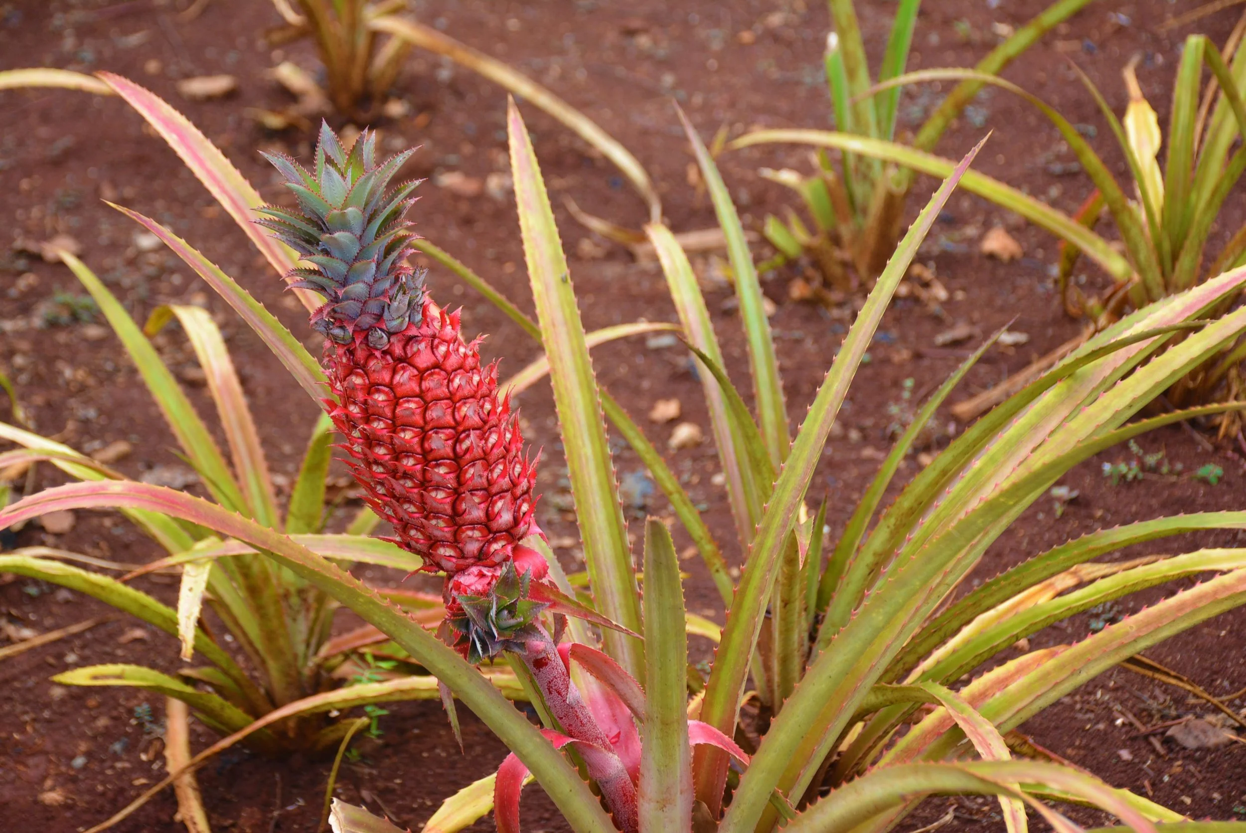 A Pink Pineapple at Dole Plantation