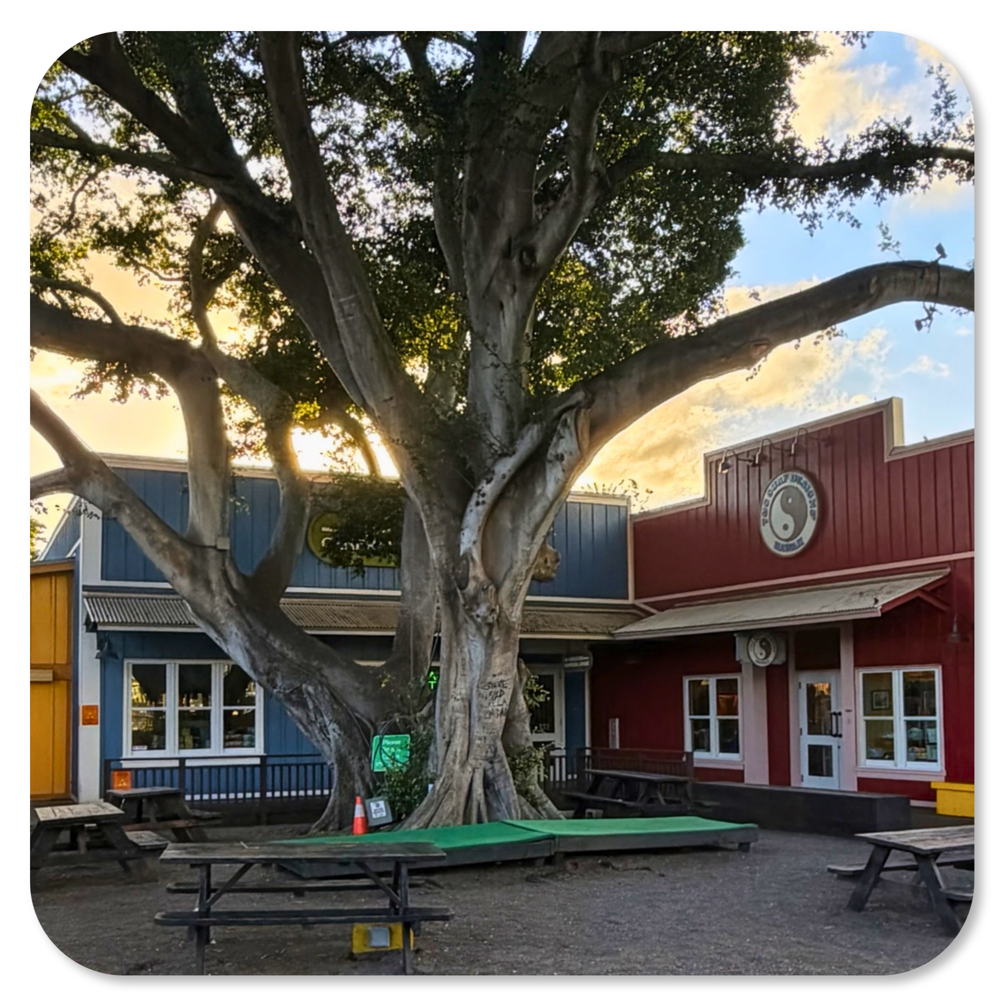 Large banyan tree shading the picnic table courtyard at Haleiwa Town Center, North Shore Oahu