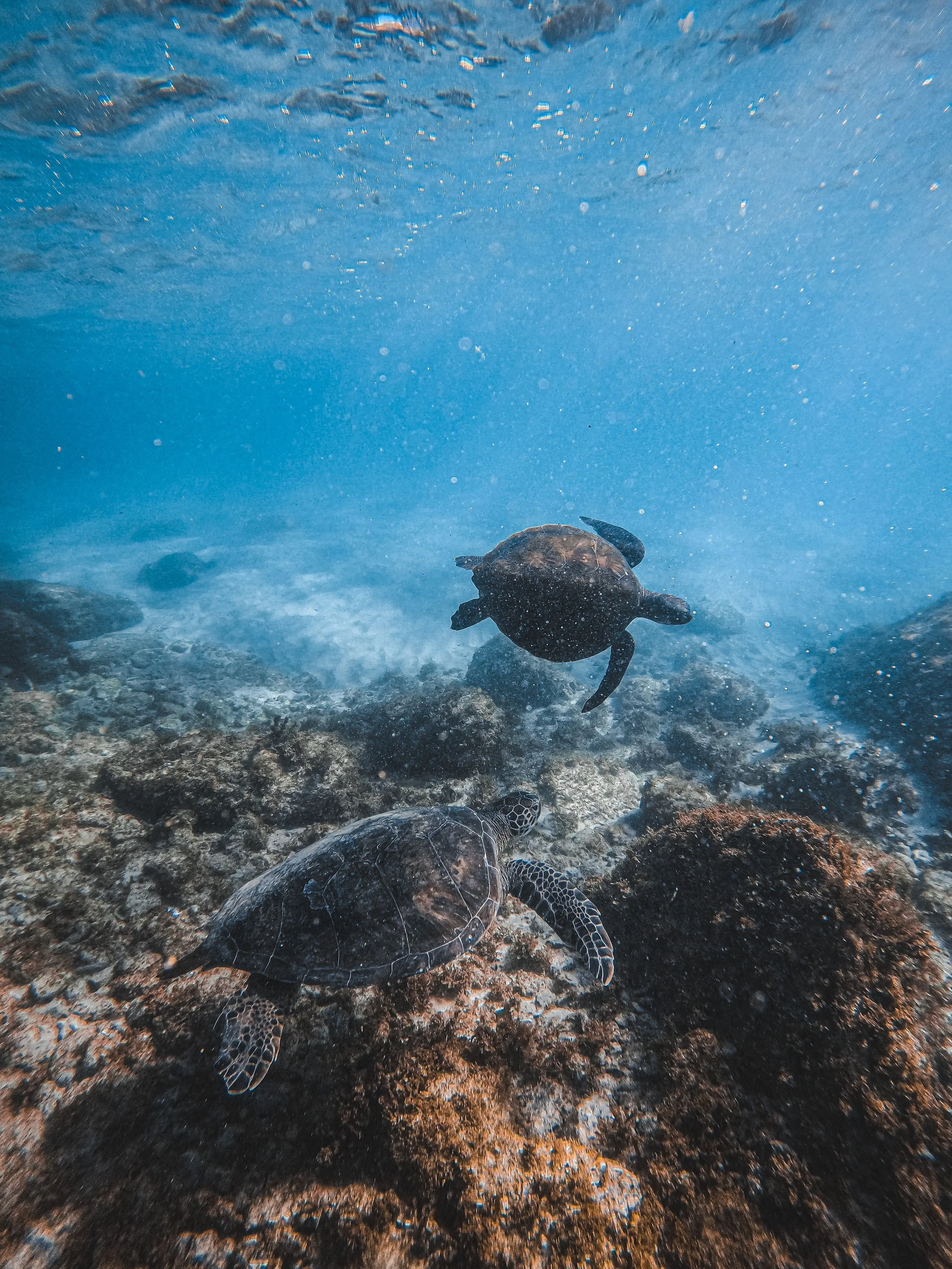 Turtles swimming in the ocean Oahu North Shore