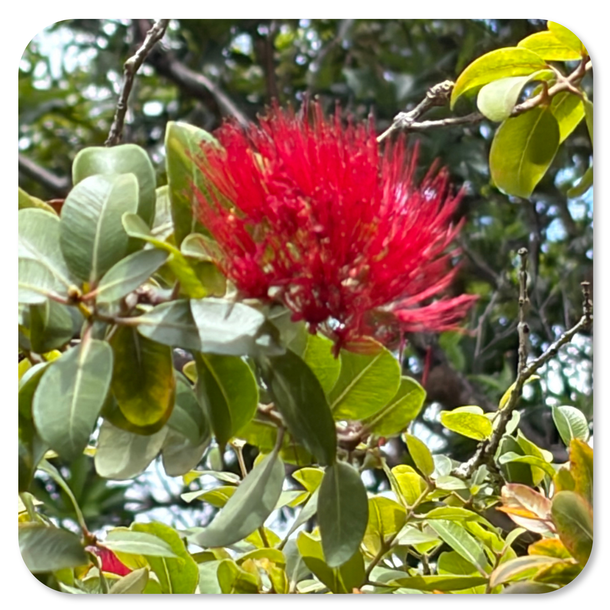 ohia-lehua-blossom-native-hawaiian-flower-oahu