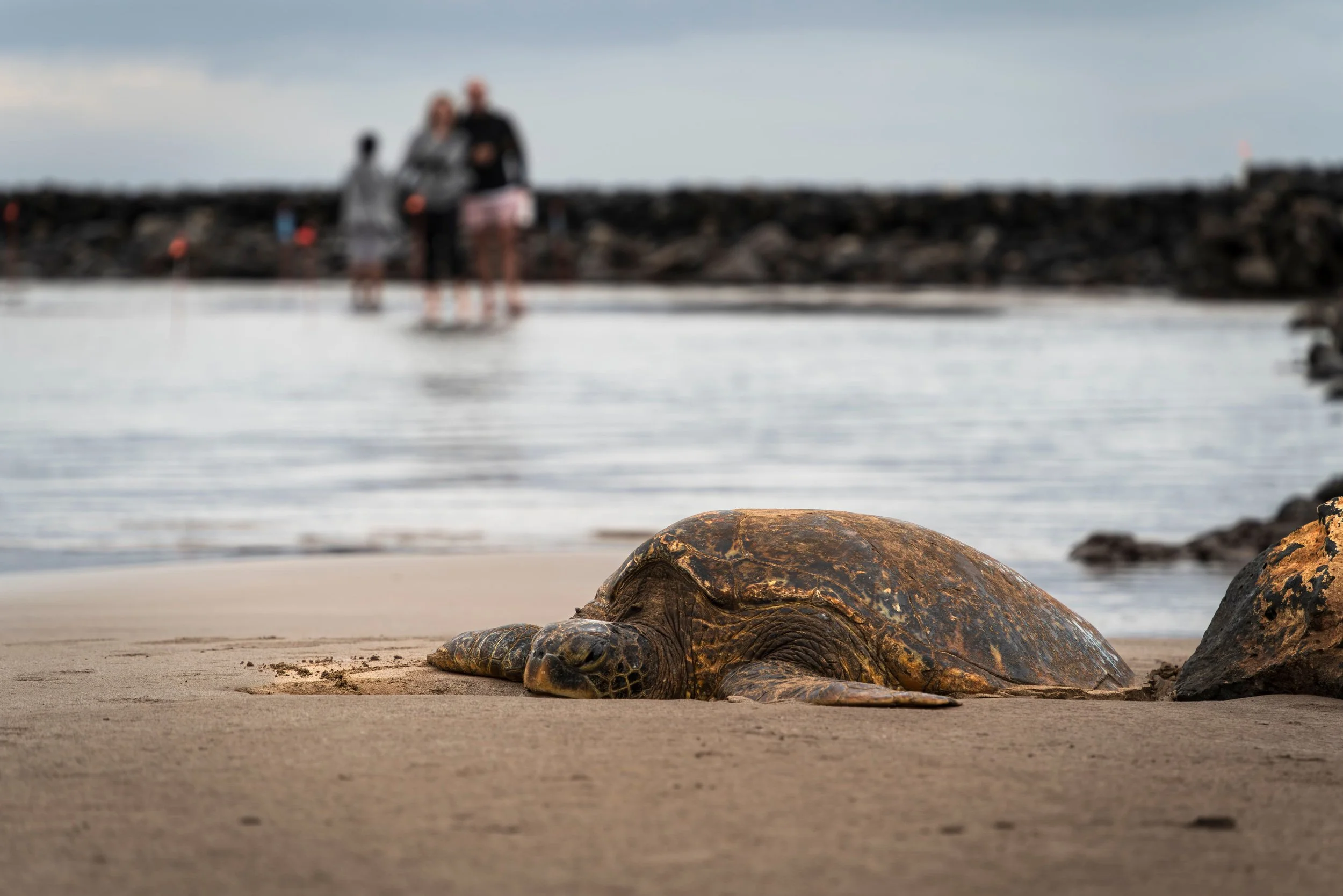 Turtle beached on Oahu North Shore