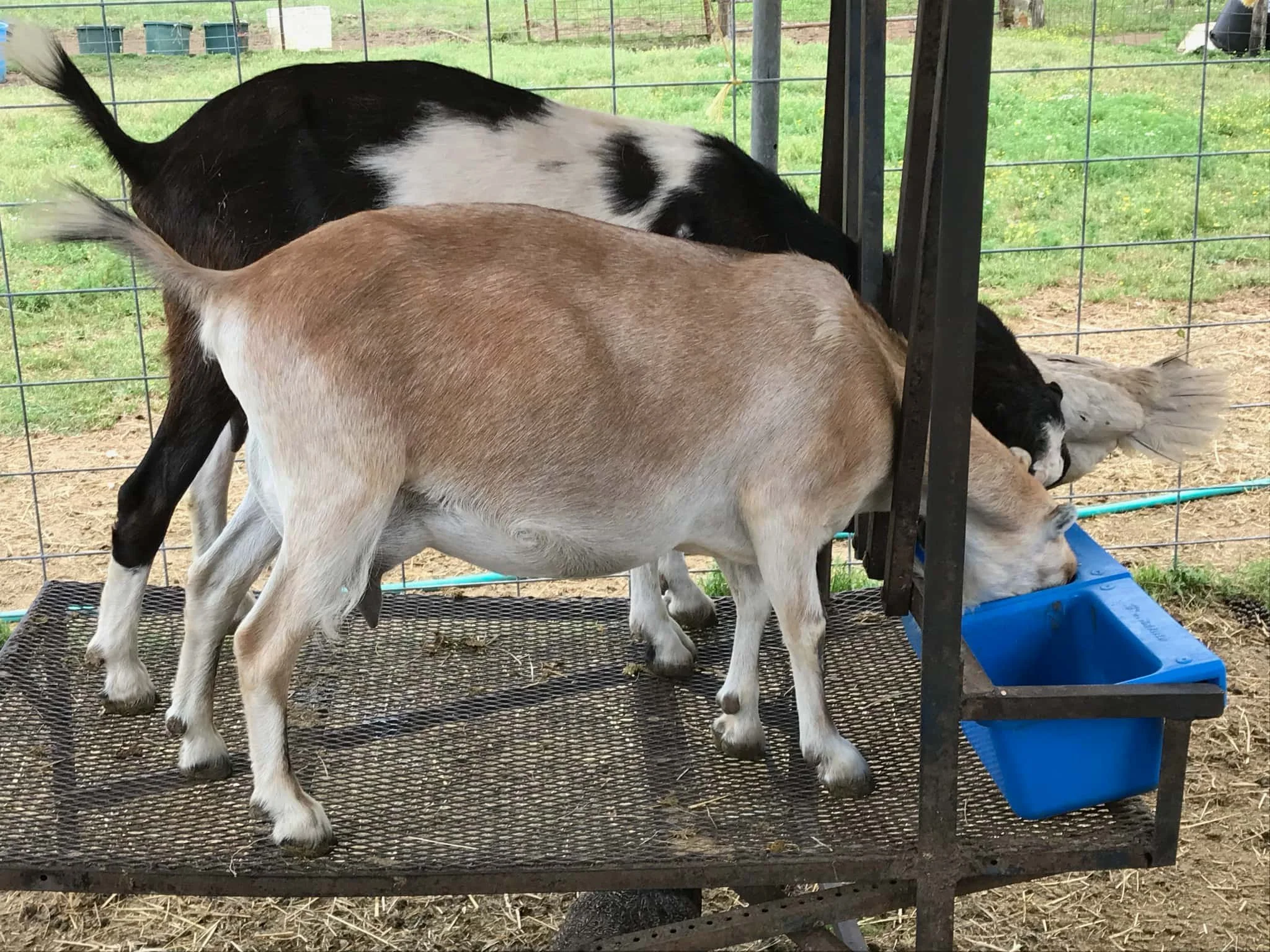 on the milking table