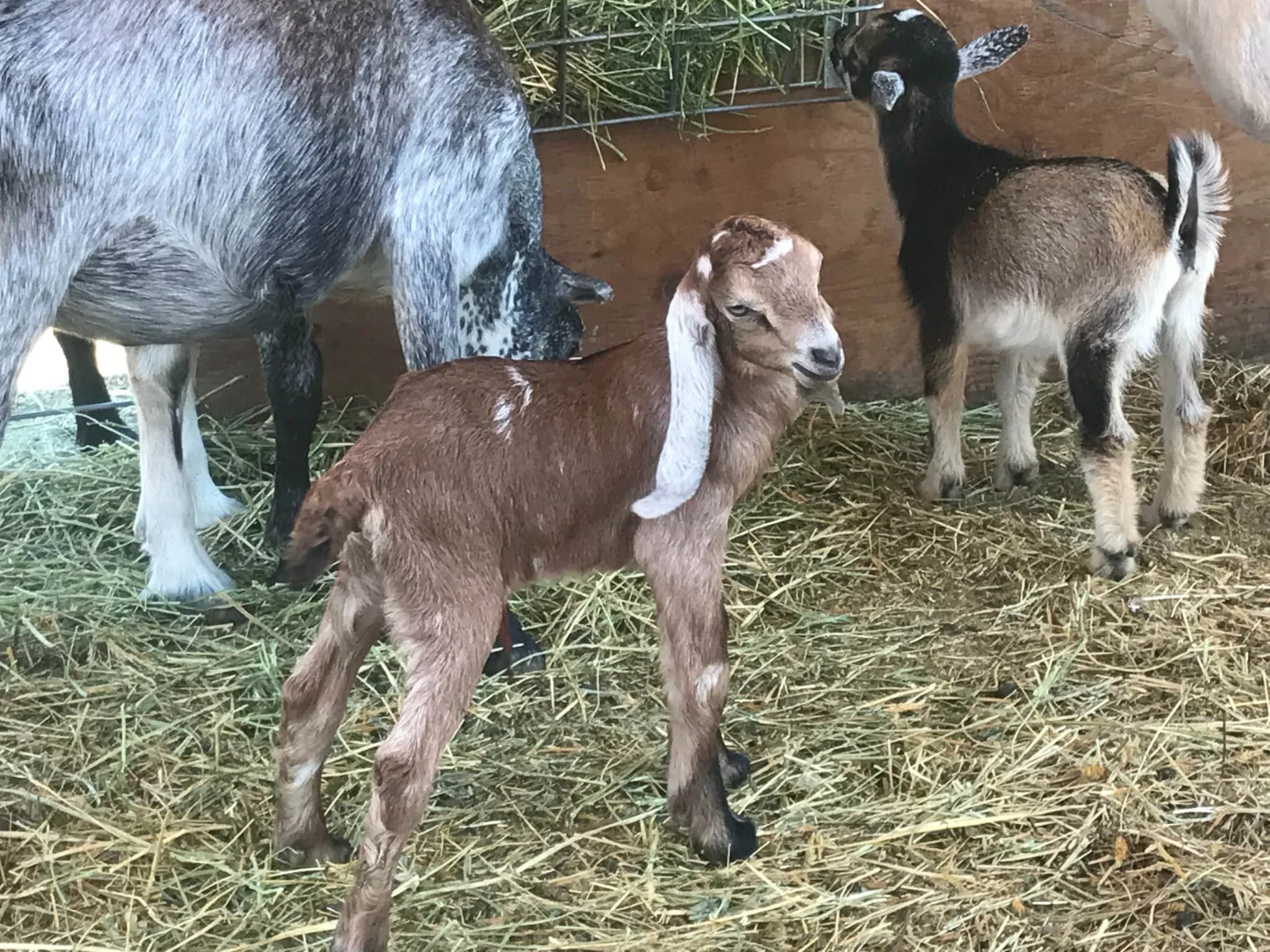 One of our baby goats