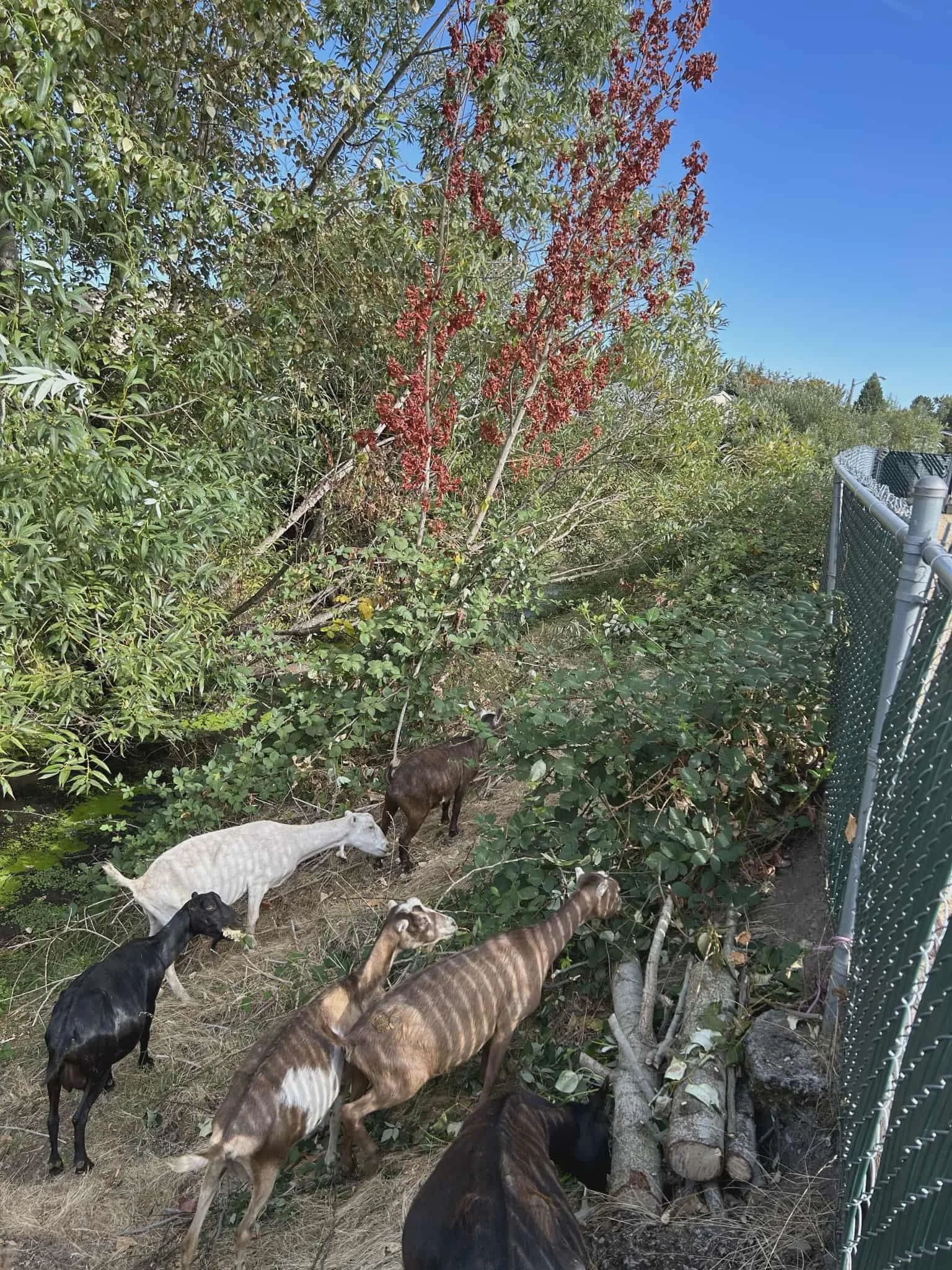 our goats doing their job