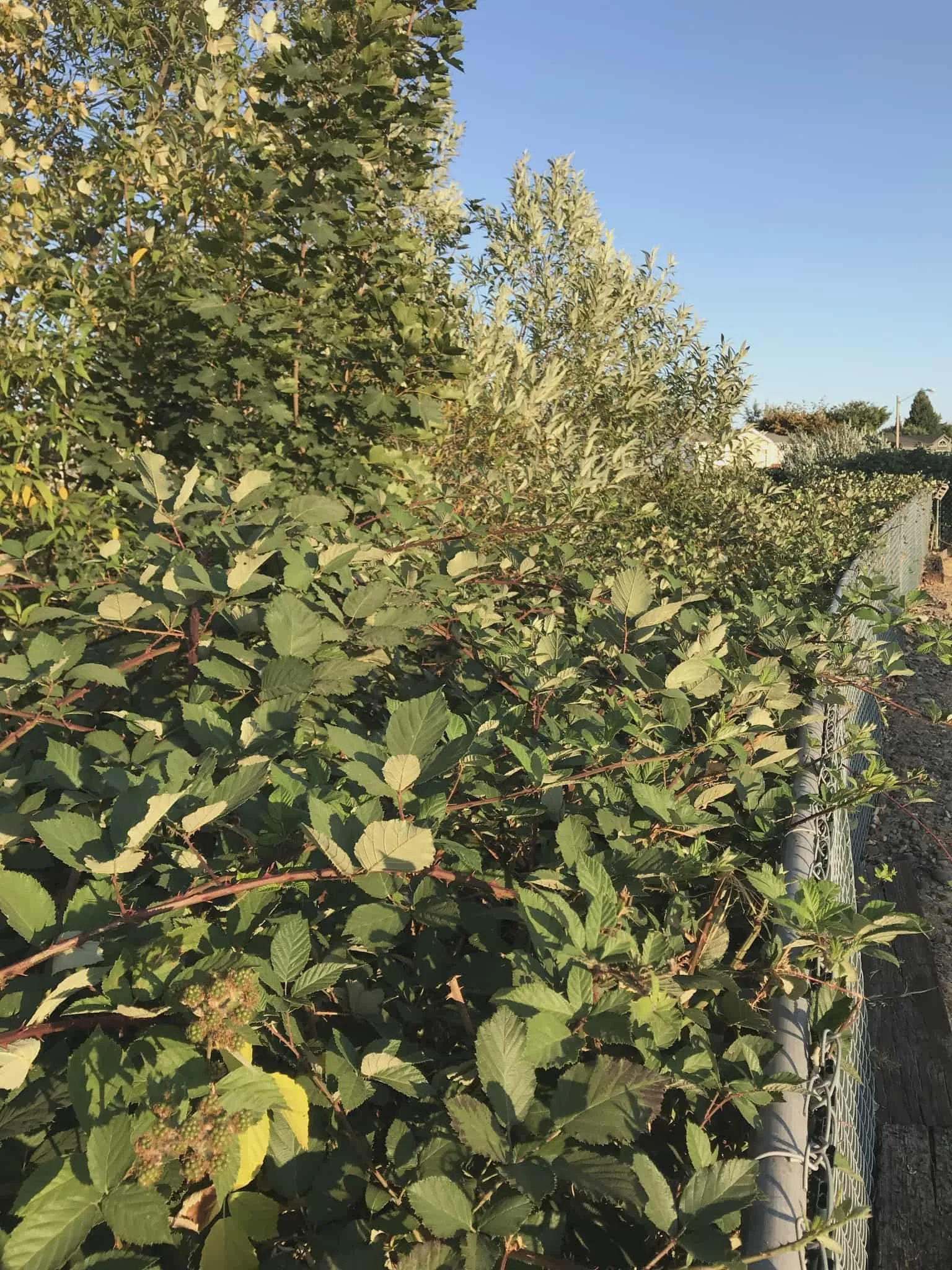 land before our goats show up