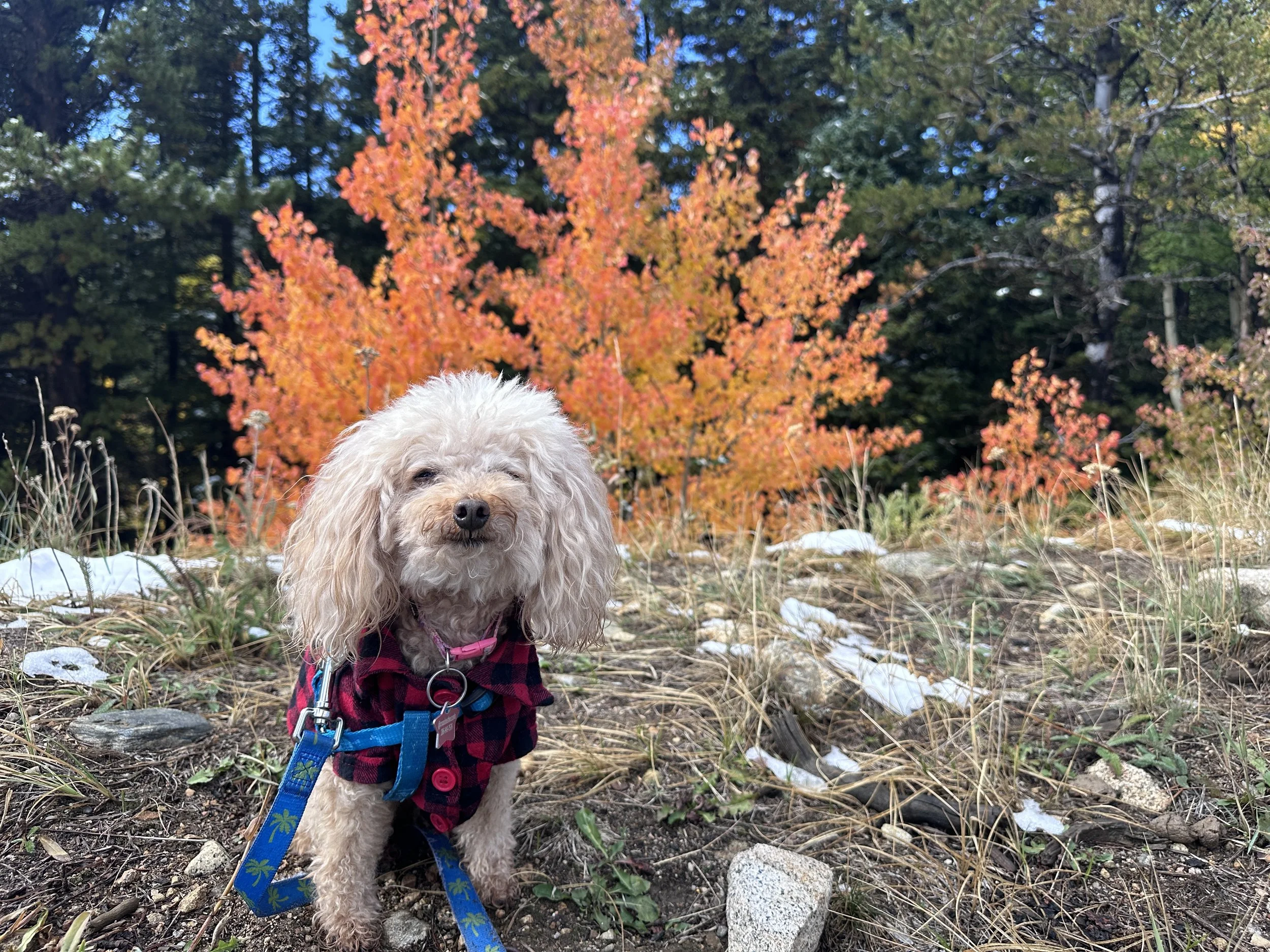 Colorado Fall Road Trip | Vanlife on I 70, Leaf Peeping, and Mountain Camping