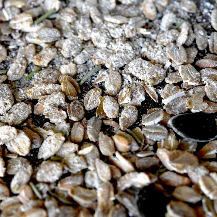 Ryeporridgesmallsize_720x.webp